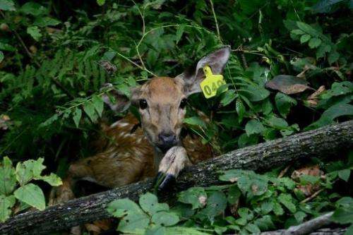 A sika deer, which will be served as food, pictured in the Jilin Wangqing National Nature Reserve on August 26, 2013