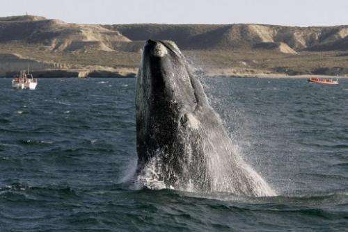 A Southern Right Whale rises out of the water in the New Golf, Peninsula Valdes, Argentina in June 2006