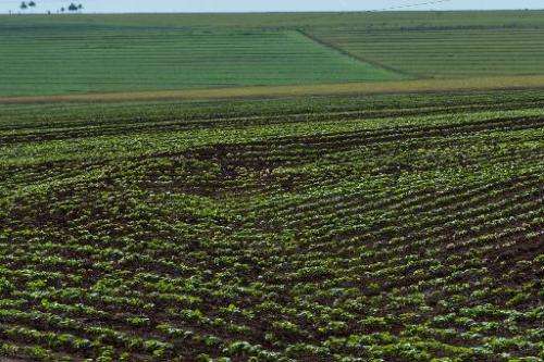A soybean field in the Cerrado plains near Campo Verde, Mato Grosso state, western Brazil on January 30, 2011