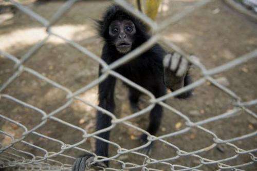 A spider monkey is pictured in its cage at the Villa Lorena animal shelter in Colombia on March 14, 2012