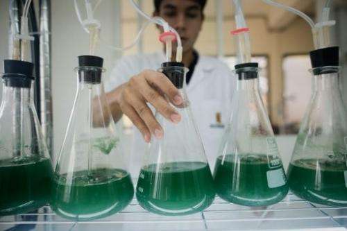A spirulina laboratory is pictured in Bangkok on June 24, 2013