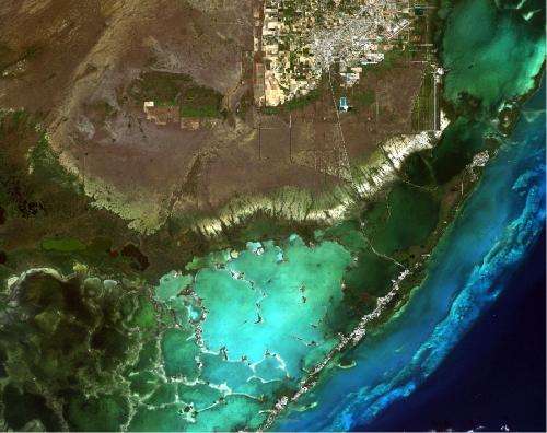 As sea level rises, Everglades' freshwater plants perish