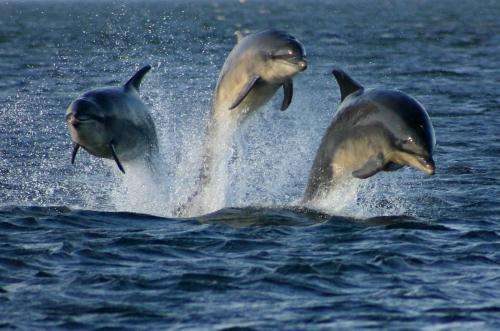 Assessing noise impact of offshore wind farm construction may help protect marine mammals