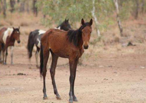 A starving horse in Central Australia