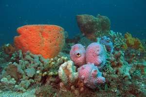 Astonishing diversity of Western Australian sponge species