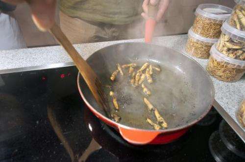 A student cooks grasshoppers in soya sauce, during a cooking wokshop dedicated to the use of insects in modern cooking, in Sitta