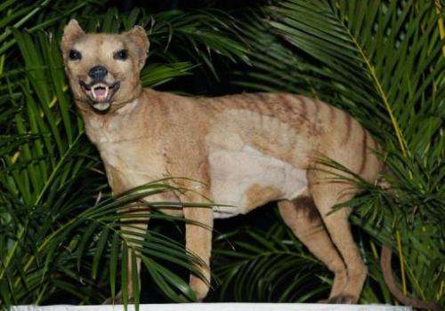 A stuffed Tasmanian tiger is displayed in Melbourne on May 25, 2002