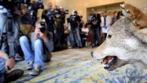 A stuffed wolf is displayed on August 7, 2013 in Naarden, The Netherlands, during a press conference