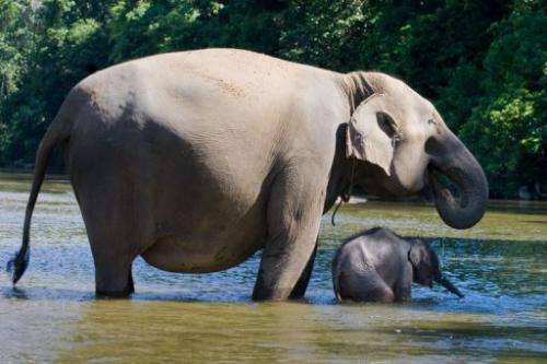 A Sumatran elephant with her baby in Sumatra's Aceh Jaya district on October 10, 2010