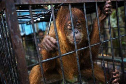 A Sumatran orangutan in a zoo on the outskirts of Kandang town in Aceh province on Sumatra island, June 9, 2013