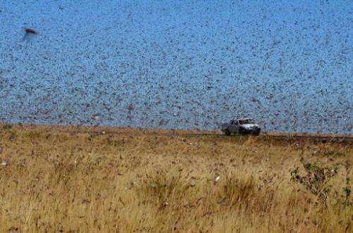A swarm of the Red Locusts north of the town of Sakaraha in Madagascar on April 27, 2013