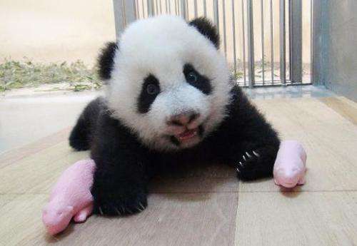 A Taipei City Zoo handout photo released on October 14, 2013 shows panda cub Yuan Zai