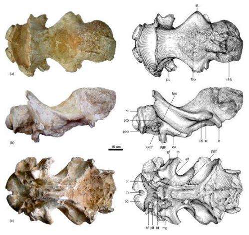 A tandem-horned rhino from the Late Miocene of China reveals origin of the unicorn elasmothere