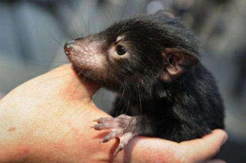 A Tasmanian devil is held by wildlife personnel at Martin Place public square in Sydney on September 7, 2012