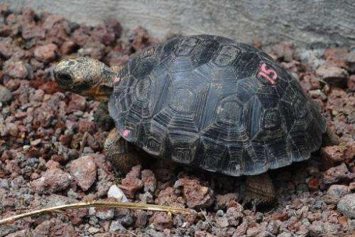 A tortoise with genes of the Floreana Island giant tortoise species is pictured in in Santa Cruz Island on June 4, 2013