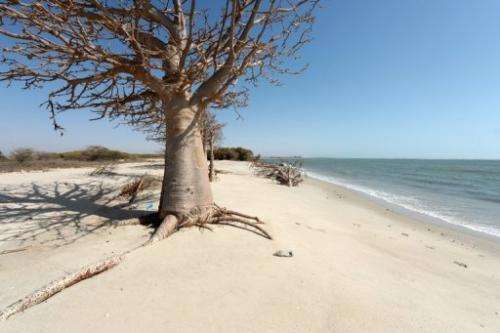 A tree and and tree debris are pictured on May 7, 2013 on the beach of the village of Doun Baba Dieye, northern Senegal