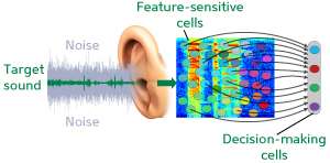 Audio processing: Following the brain's lead
