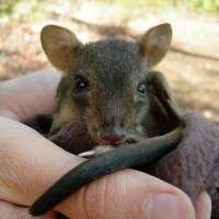 Aussie diggers linked to ecosystem decline