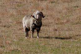 Australian Merino sheep could fare better than expected over dry summers