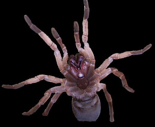 Australian tarantula venom contains novel insecticide against agricultural pests