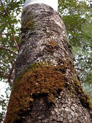 Australia's gum trees 'at risk'
