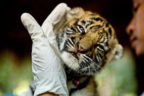 A veterinary team takes blood samples to trace the DNA of a smuggled tiger cub in Thailand on October 26, 2012