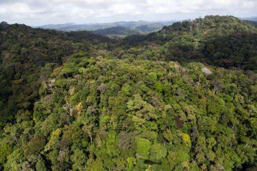 A view of the forest in French Guyana near Dorlin, on December 1, 2012