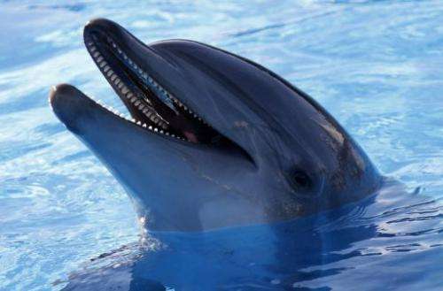 A virus that is similar to measles is suspected of causing the deaths of hundreds of Atlantic bottlenose dolphins