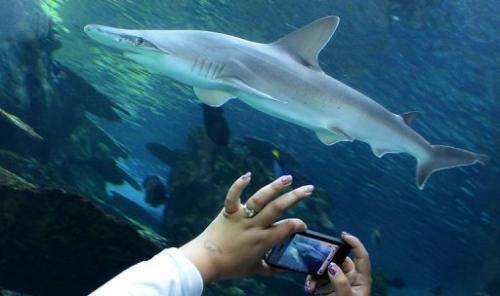 A visitor takes pictures of a whitetip shark at an aquarium in California on April 26, 2012