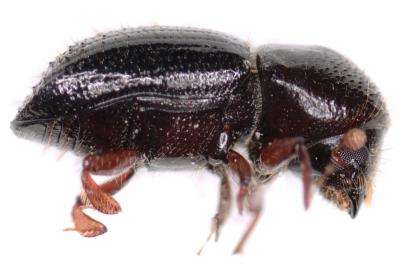 Avocado farmers face unique foe in fungal-farming beetle