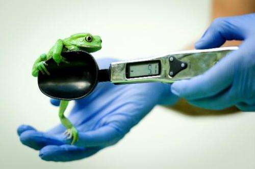 A Waxy Monkey Frog on a weighing scale, London Zoo on August 21, 2013