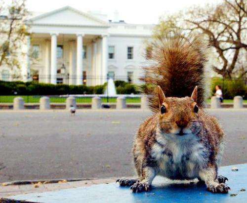 A well fed ground squirrel is seen in Lafayette Park, across from the White House, in Washington, DC, on April 10, 2002