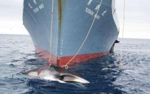 A whale is dragged on board a Japanese ship after being harpooned in Antarctic waters