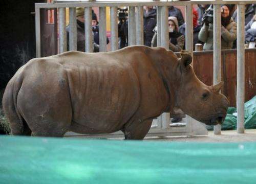A white female rhinoceros that was raised at a South African farm, at the Amneville zoo in France, on February 2, 2012,