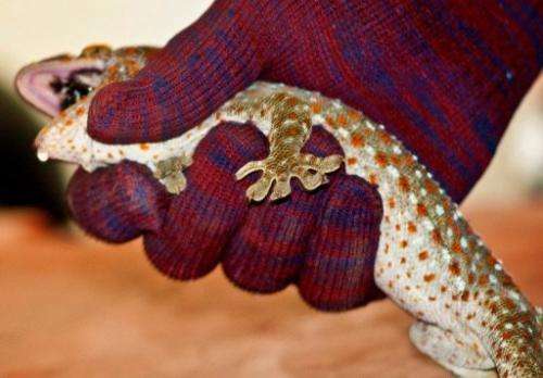 A wildlife trade monitoring network says populations of the Tokay Gecko are declining in Asia