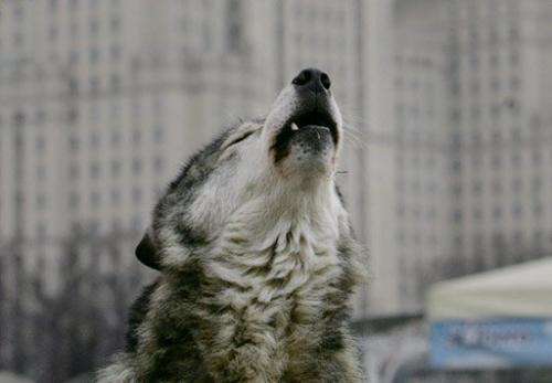 A wolf howls in the Moscow zoo on 13 December 2006