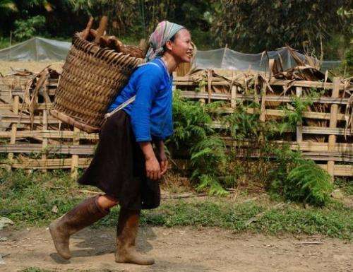 A woman carries cassava home from a field  in Vietnam's northern province of Ha Giang on March 6, 2012