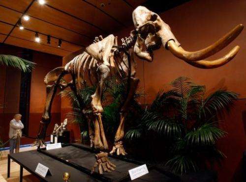 A woolly mammoth skeleton with 90 percent of its original bones is displayed in 2009 in Las Vegas, Nevada