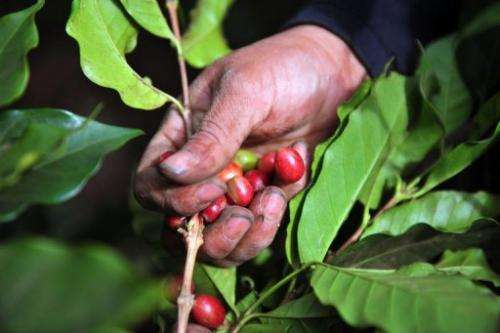 A worker collects coffee beans at a farm in Cuatro Esquinas,  in Nicaragua on January 17, 2013