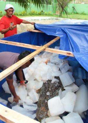 A worker puts ice blocks on the remains of saltwater crocodile, named 'Lolong,' on February 11, 2013