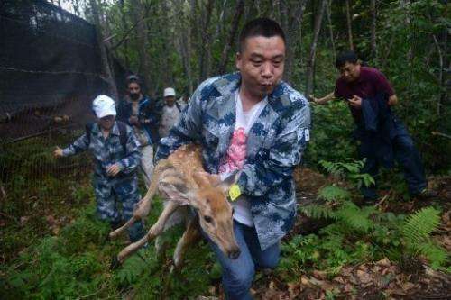 A WWF worker carries an injured sika deer, which will be served as food for Amur tigers, in Jilin on August 26, 2013