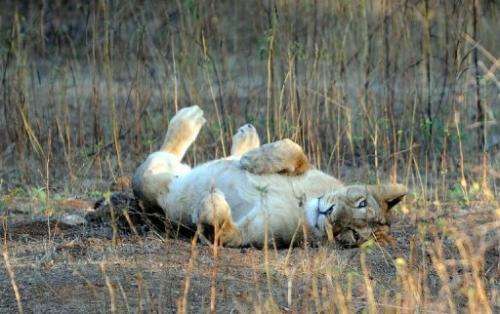 A young Asiatic Lion rests in the Gir Forest National Park and Wildlife Sanctuary in Gujarat, India on December 25, 2010