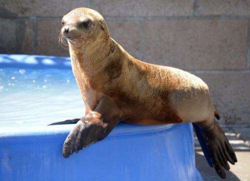 A young sea lion recovers at the Marine Mammal Care Center in San Pedro, California on April 9, 2013