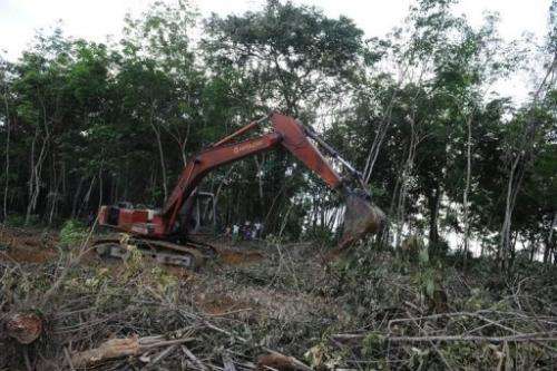 Back hoe machines making new clearings for palm oil plantations in Indonesia's Sumatra island on April 10, 2013