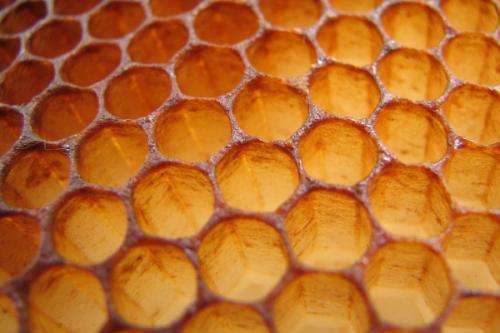 Bacteria and the bees: Antibiotics work better with honey