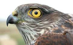 Banned pollutants are still found in sparrowhawks