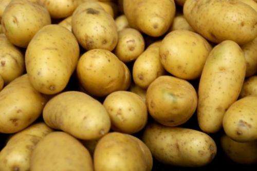 BASF said on January 29, 2013 it will no longer seek European approval of its genetically modified potato products