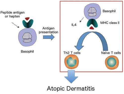 Basophils required for the induction of Th2 immunity to haptens and peptide antigens