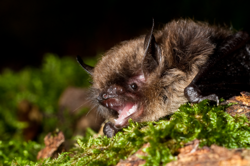 Bat maps: The conservation crusade