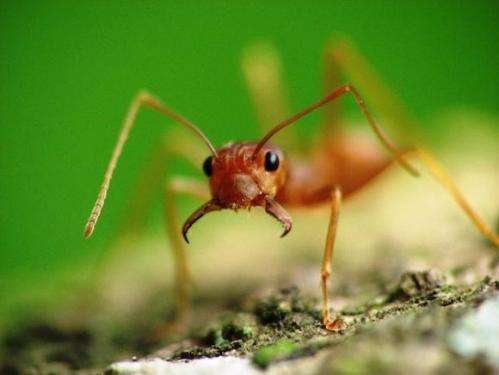Battle scarred ant antennae can’t tell friend from foe